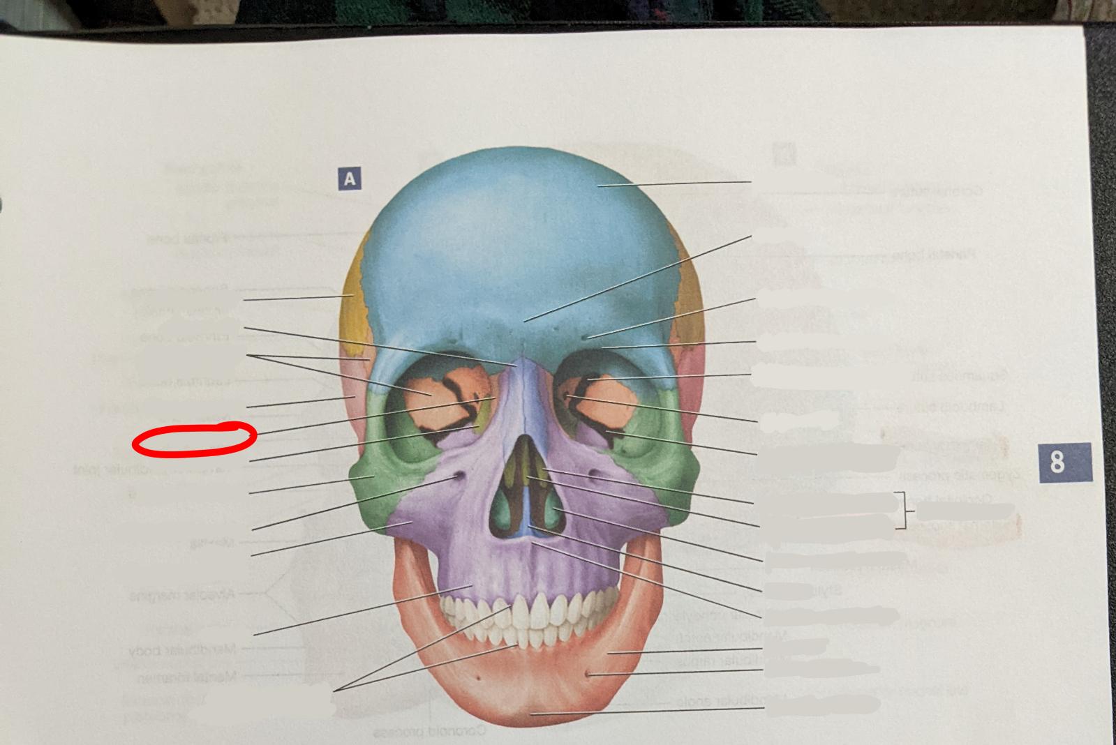 knowt flashcard image