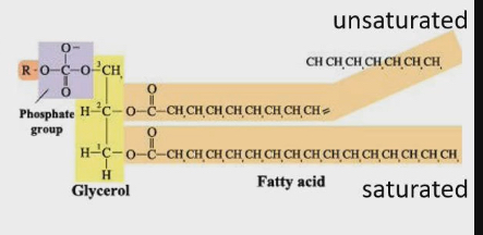 <ul><li><p>No double bonds in structure</p></li><li><p>Only single bonds</p></li><li><p>Carbons are bonded to max hydrogen thats possible (saturated with hydrogens)</p></li><li><p>Bottom fatty acids attached in diagram</p></li></ul><p></p>