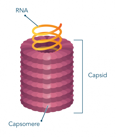 <p>cylindrical or rod shaped</p>