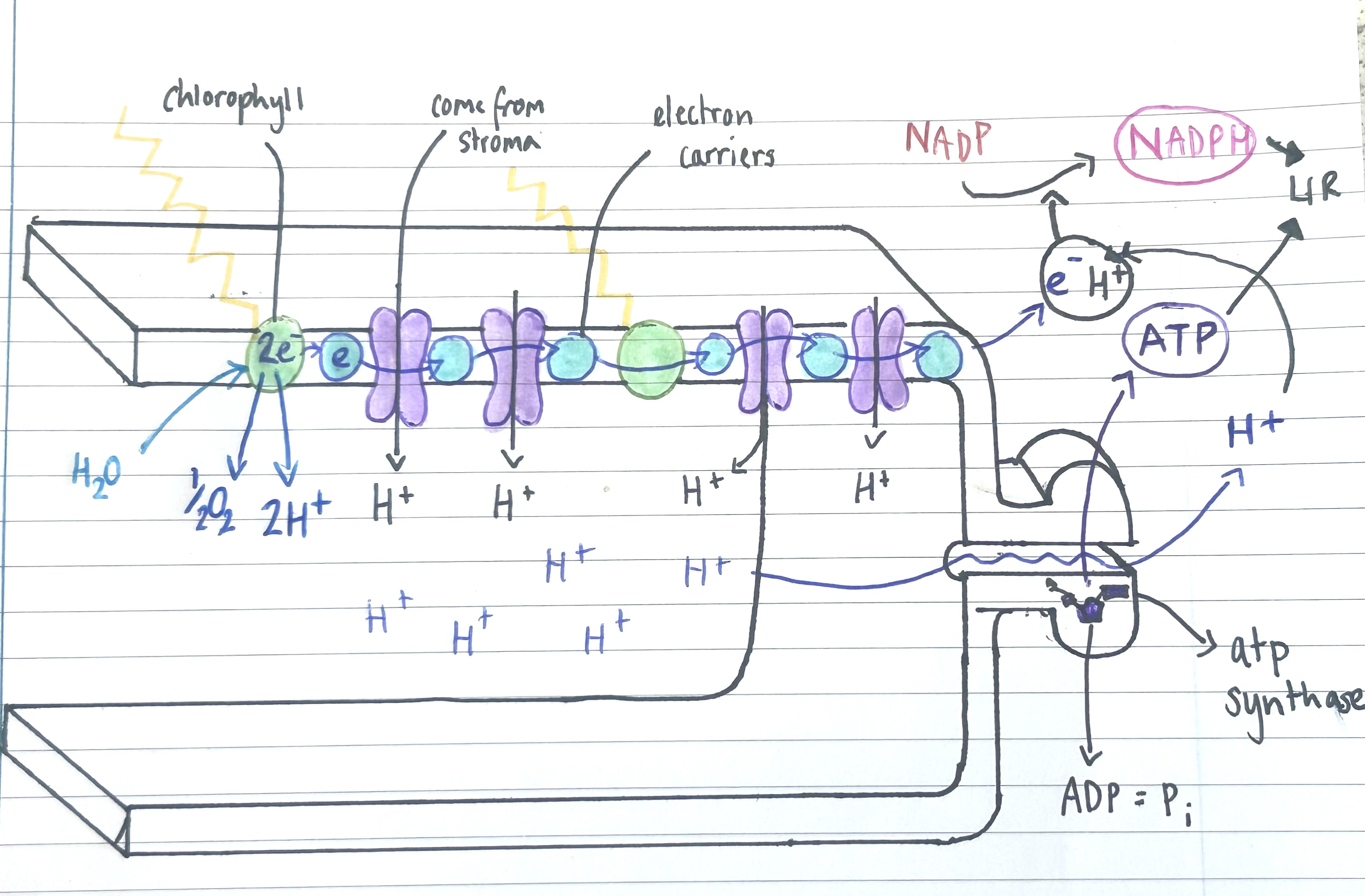 <p>what is dehydrogenase? </p>