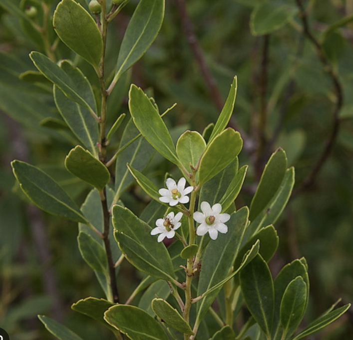 <p>Smooth green underside</p>