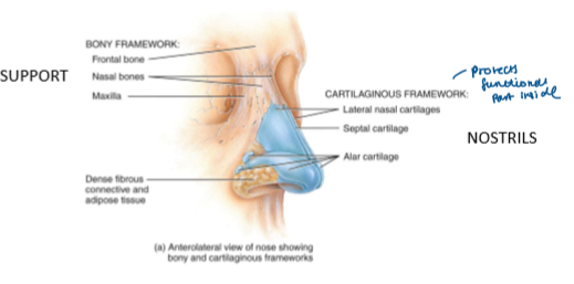 <ul><li><p>External portion of nose = cartilage + skin + lined with mucous membrane </p><ul><li><p>protects functional part inside </p></li></ul></li><li><p>Bony framework formed by = frontal + nasal + maxillary bones</p></li></ul><p></p>