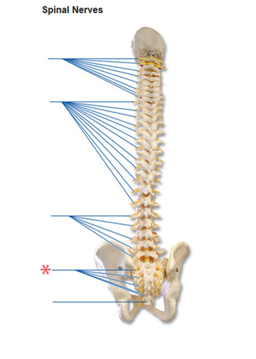 <p>How many pairs of sacral nerves are there?</p>