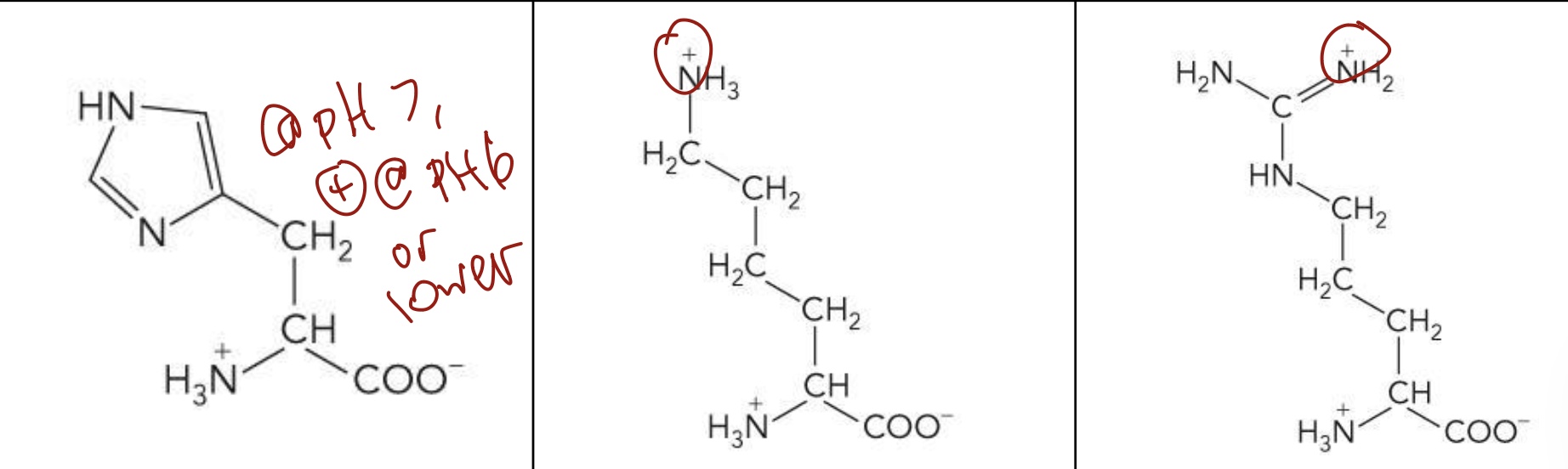 <p>Histidine (His), Lysine (Lys), Arginine (Arg)</p><ul><li><p>Polar, positively charged R groups</p></li><li><p><span><span>Side chains are positively charged → Highly hydrophilic</span></span></p></li><li><p><span><strong><span>His</span></strong><span> carries a positive charge at </span><strong><span>pH 6, </span></strong><span>function as both a hydrogen donor and acceptor at neutral pH.</span></span></p></li><li><p><span><span>These charges are important for </span><strong><span>protein separation</span></strong></span></p></li></ul><p></p>