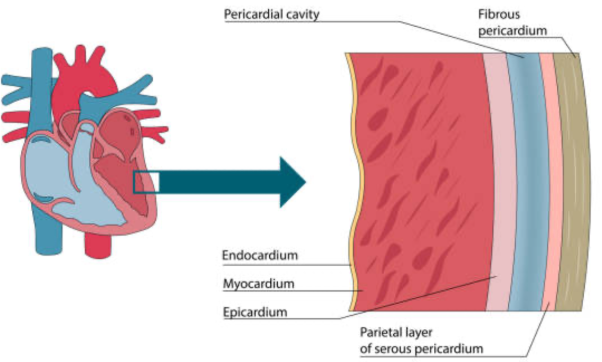 <ul><li><p>Middle layer</p></li><li><p>Made of cardiac muscle</p></li></ul>