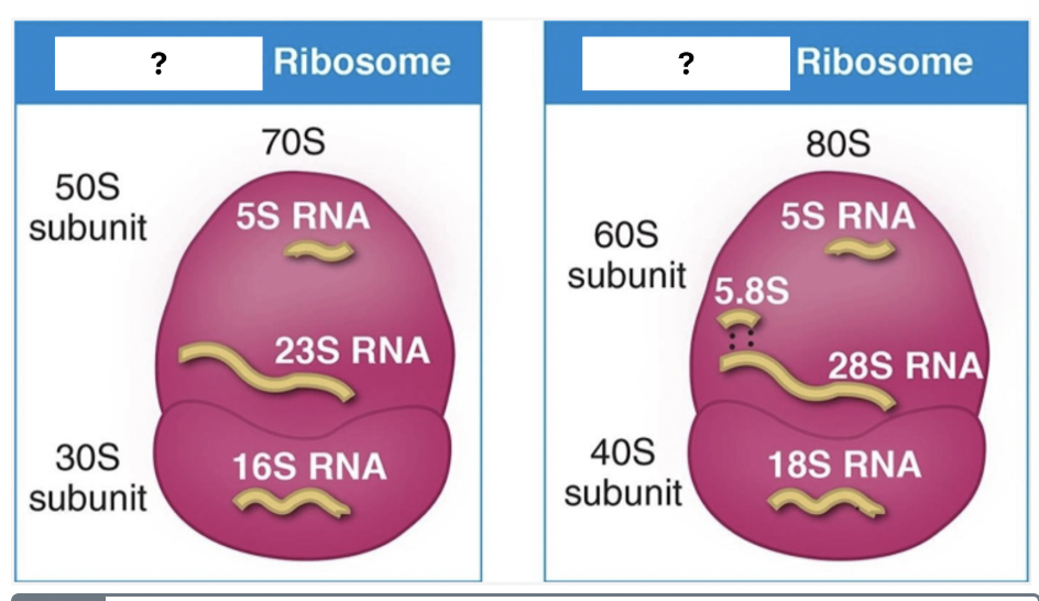 <p>Select the “white box with a question mark” that represents the ribosome for bacteria. </p>