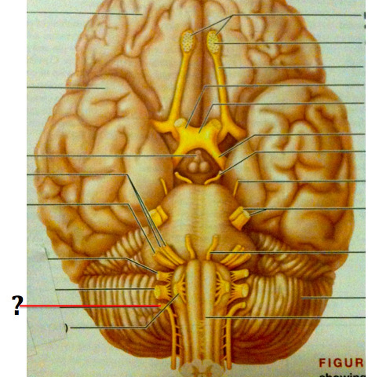 <p>Trapezius and Sternocleidomastoid (Somatic Motor)</p>