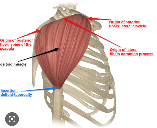 acts on humerus 