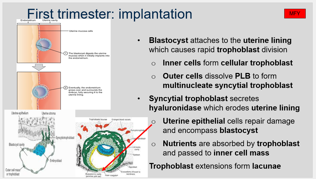 <p>During implantation in the first trimester of pregnancy, the blastocyst attaches to the uterine lining, which causes rapid trophoblast division. The inner cells form the cellular trophoblast, while the outer cells dissolve the PLB (pellucida-like bodies) to form multinucleate syncytial trophoblast. The syncytial trophoblast secretes hyaluronidase, which erodes the uterine lining. The uterine epithelial cells repair the damage and encompass the blastocyst. Nutrients are absorbed by trophoblast and passed to the inner cell mass. Trophoblast extensions also form lacunae, which are spaces filled with maternal blood that will eventually form the placenta.</p>