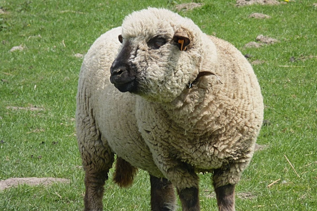 <p>polled breed. originated in hampshire county of southern england. dark face and legs with white fleece. roman nose. used for hardy meat sheep also produce high quality fleece of more than 6 lb. large size but quiet and easy to keep.</p>
