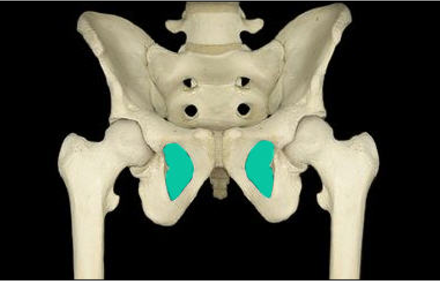 <p>large inferior holes for tendons/muscles to pass through</p>