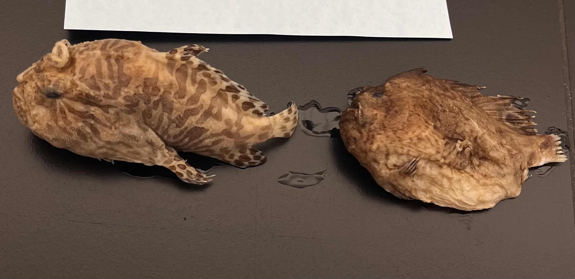 <p>Frogfishes</p>