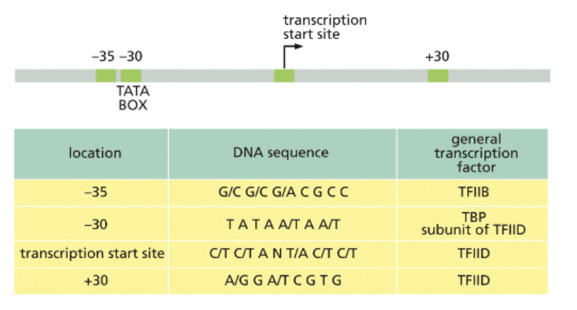 <ul><li><p>SEQUENCES THAT PROMOTE BINDING OF GENERAL TRANSCRIPTION FACTORS</p></li><li><p>THE PROMOTER SEQUENCE IS ASYMMETRIC, ALLOWING RNAP TO BIND ONLY IN THE CORRECT ORIENTATION </p></li></ul><p></p>