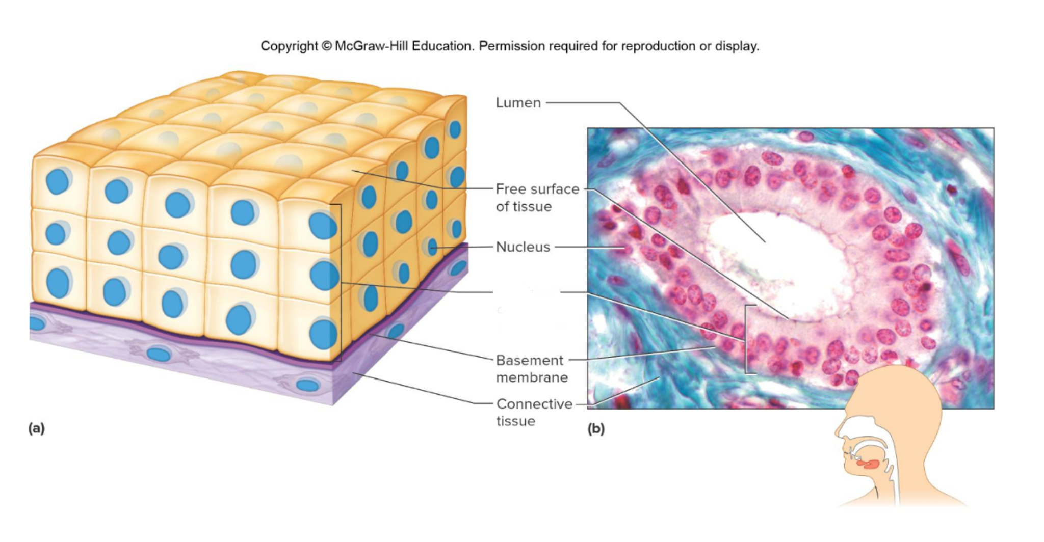 <p>Which tissue is this</p>