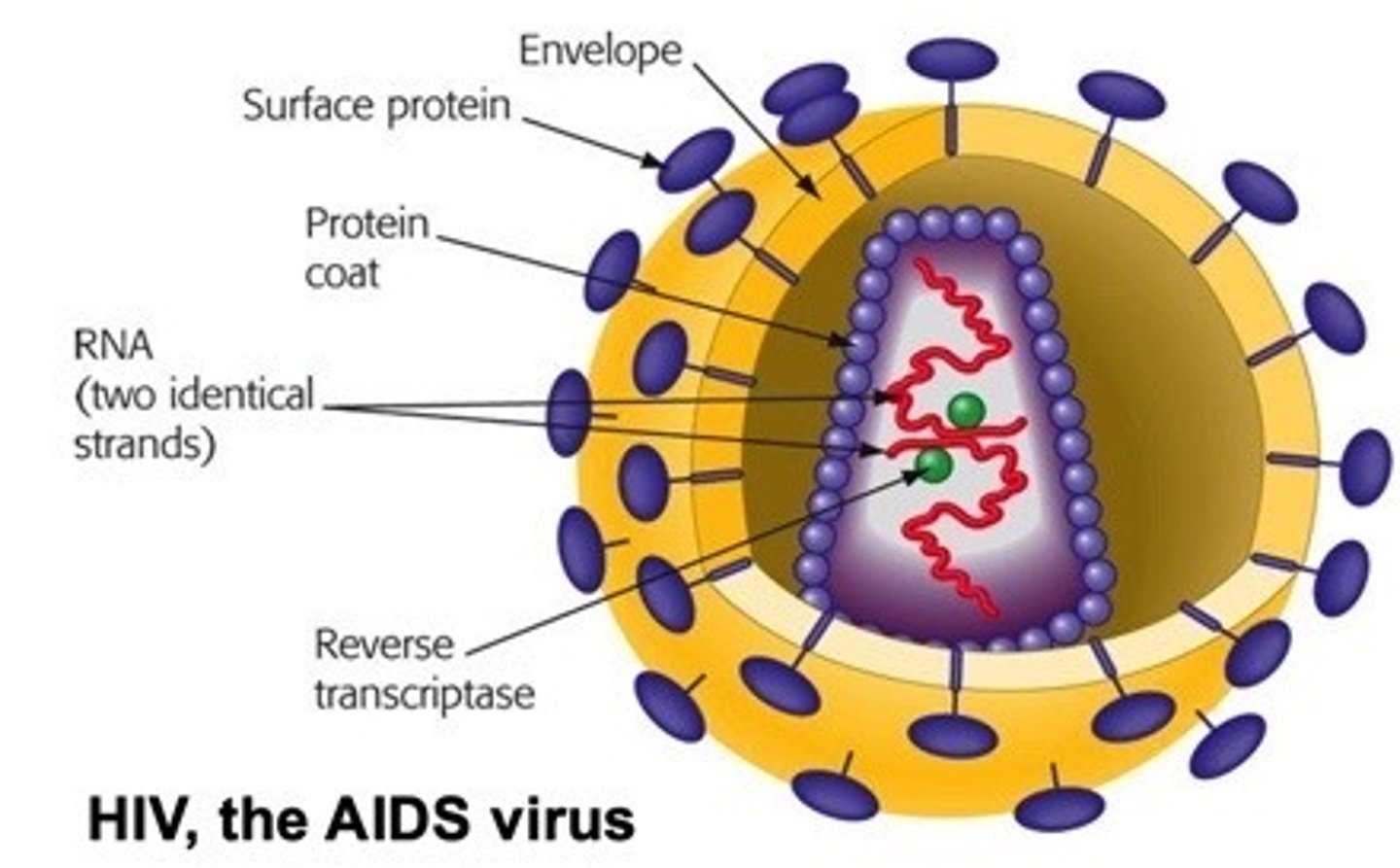 <p>single stranded RNA, enveloped, retrovirus</p>