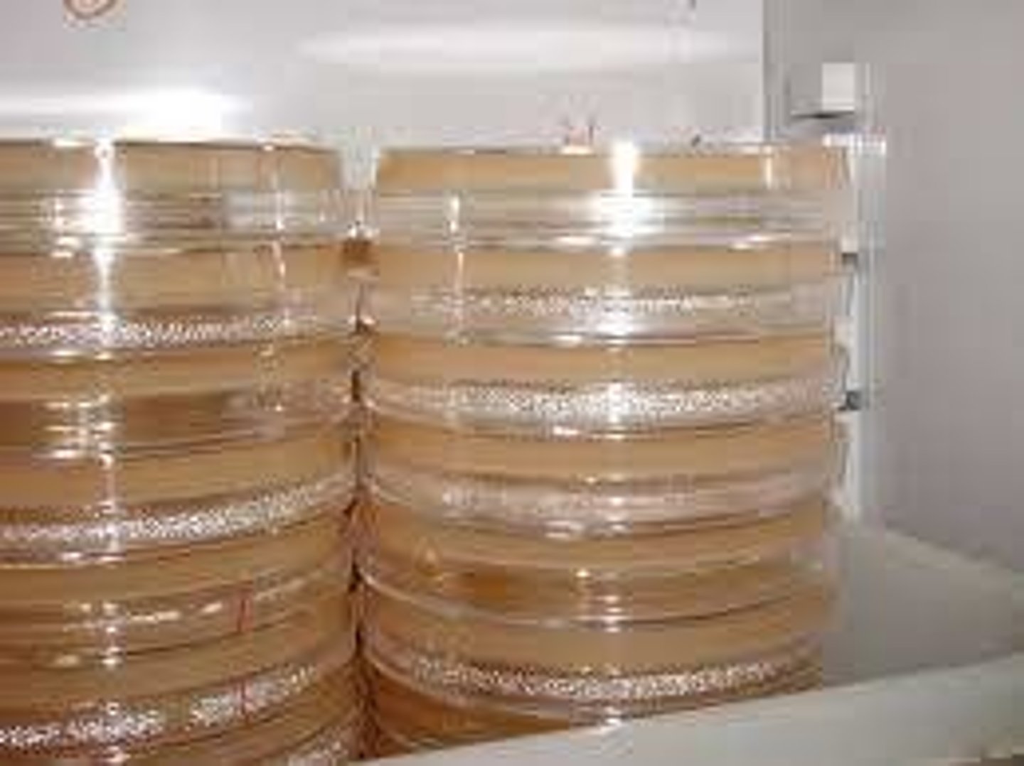 <p>● Condensation drips onto lid rather than surface of agar</p>