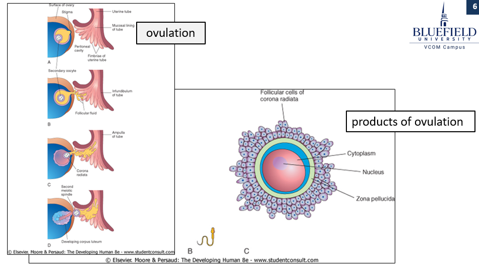 <ul><li><p>Remaining <strong>follicular cells</strong> become the <strong>corpus luteum</strong>, which secretes <strong>progesterone</strong> to maintain the <strong>uterine lining</strong>. </p></li><li><p>The <strong>corona radiata</strong> surrounds the oocyte. </p></li><li><p>The <strong>zona pellucida</strong>, a <strong>glycoprotein</strong> layer, encases the oocyte. </p></li><li><p>The <strong>ovum</strong> completes <strong>meiosis I</strong>, resulting in one <strong>haploid nucleus</strong> and a <strong>polar body</strong> due to uneven cytoplasm division.</p></li><li><p>The ovum then becomes <strong>arrested in metaphase II</strong>.</p></li><li><p>The <strong>oocyte does not complete meiosis</strong> until <strong>fertilization</strong>.</p></li></ul><p></p>