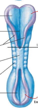 <p>In the image, the end of the spinal cord is ______ to the fused neural folds. What happens if that region doesn’t close?</p>