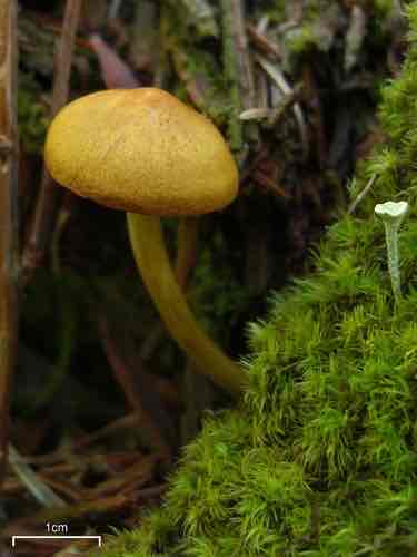 <p>Blood red gills</p>