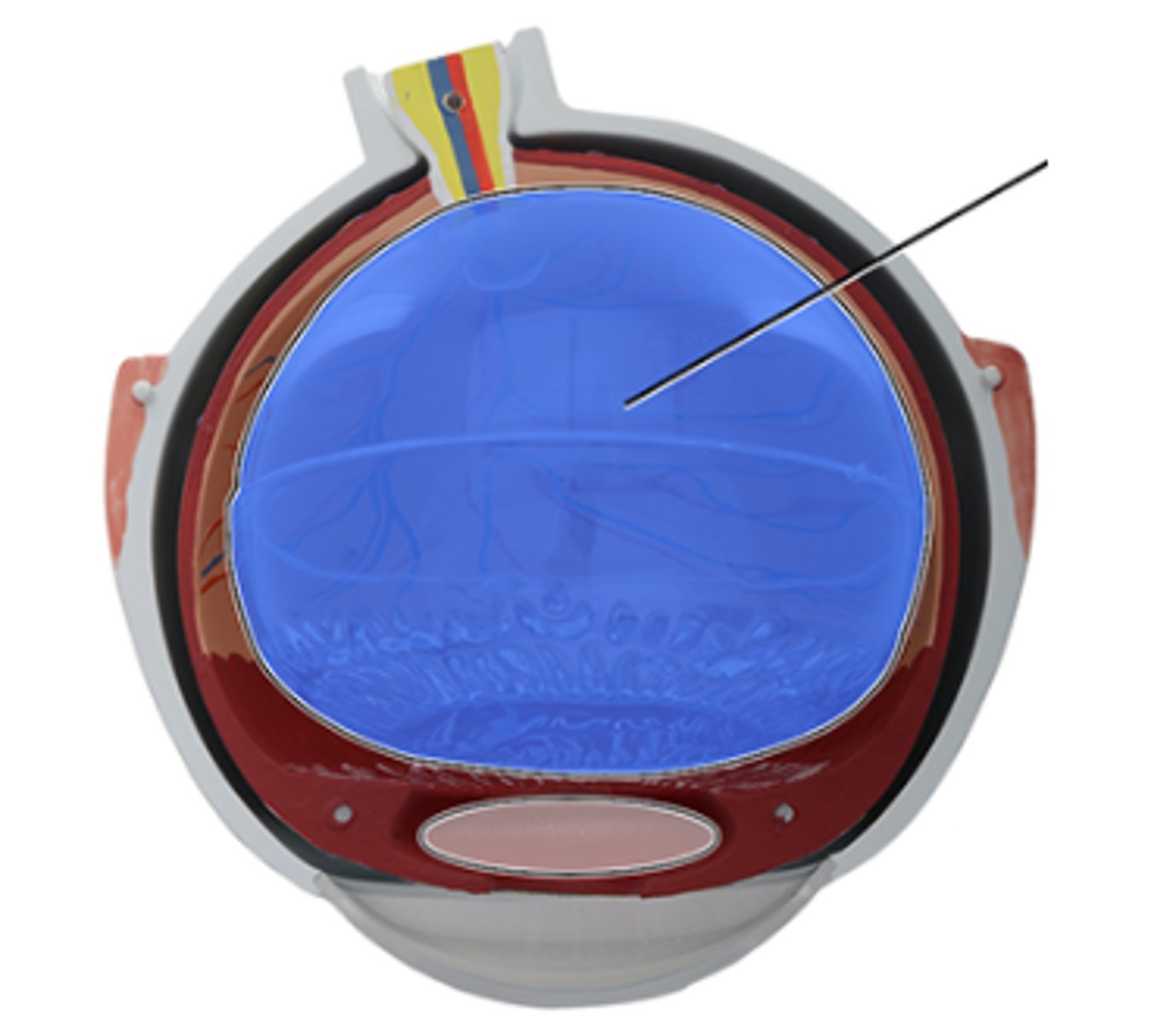 <p>Which structure is highlighted and indicated by the leader line?</p><p>a. Anterior chamber</p><p>b. Retina</p><p>c. Lens</p><p>d. Choroid</p><p>e. Posterior cavity</p>