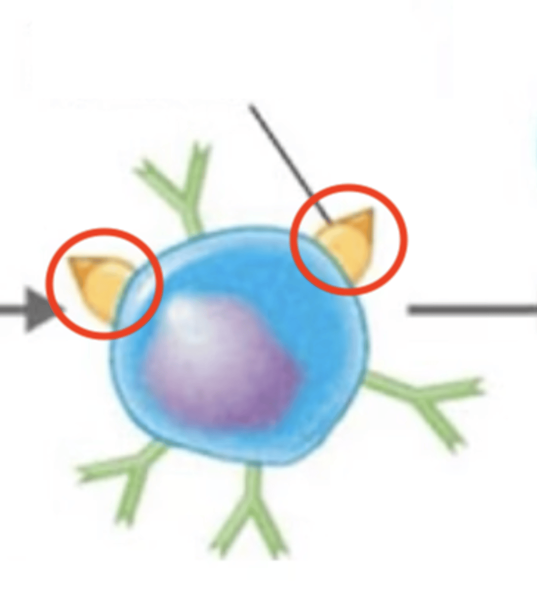 <p>B cell activation against T-dependent antigen</p><p>Fill in the blank:</p><p>1. BCR binds to extracellular antigen.</p><p>2. Extracellular antigen enters B cell via endocytosis.</p><p>3. Intracellular antigen is digested into antigen fragments = processed antigen.</p><p>4. MHC-II receptor binds to processed antigen = antigen-MHC-II complex.</p><p>5. </p><p>6. MHC-II complex displays processed antigen to Th2 cell.</p><p>7. TCR of Th2 binds to processed antigen.</p><p>8. CD4 receptor on Th2 binds to MHC-II receptor.</p><p>9. Th2 releases cytokines.</p><p>10. Cytokines activate B cell.</p><p>11. B cell proliferates and differentiates into either plasma cells or memory B cells.</p>
