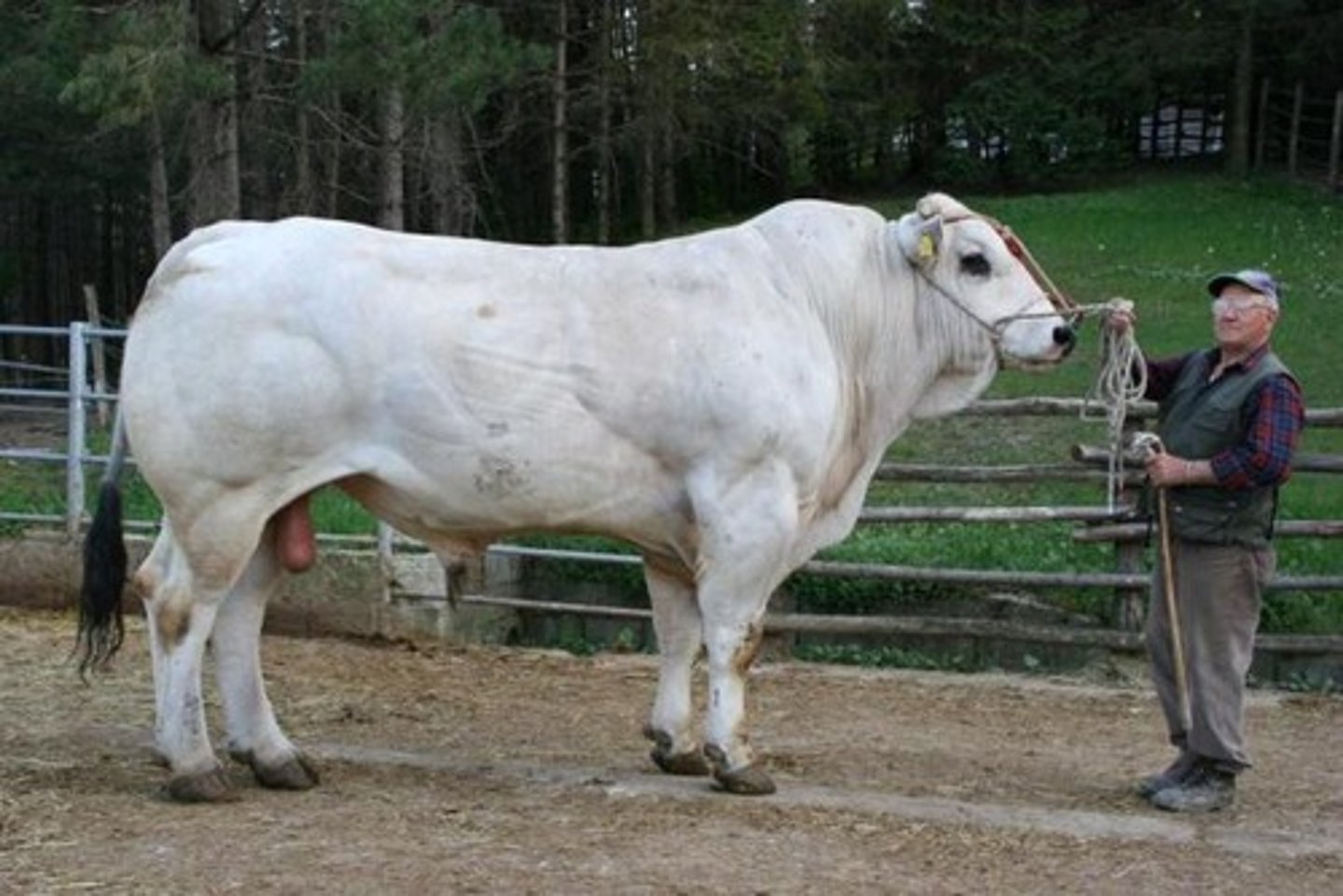 <p>- Originated from Italy</p><p>- Paternal breed</p><p>- White with black eyes and switch</p><p>- American lines are small and black to suit youth show industry</p><p>- Crosses with brahman lines tend to have a striped or brindle pattern</p>