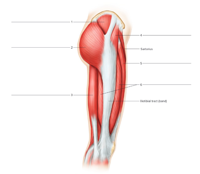 <p>Label the following: lateral right hip and thigh </p>