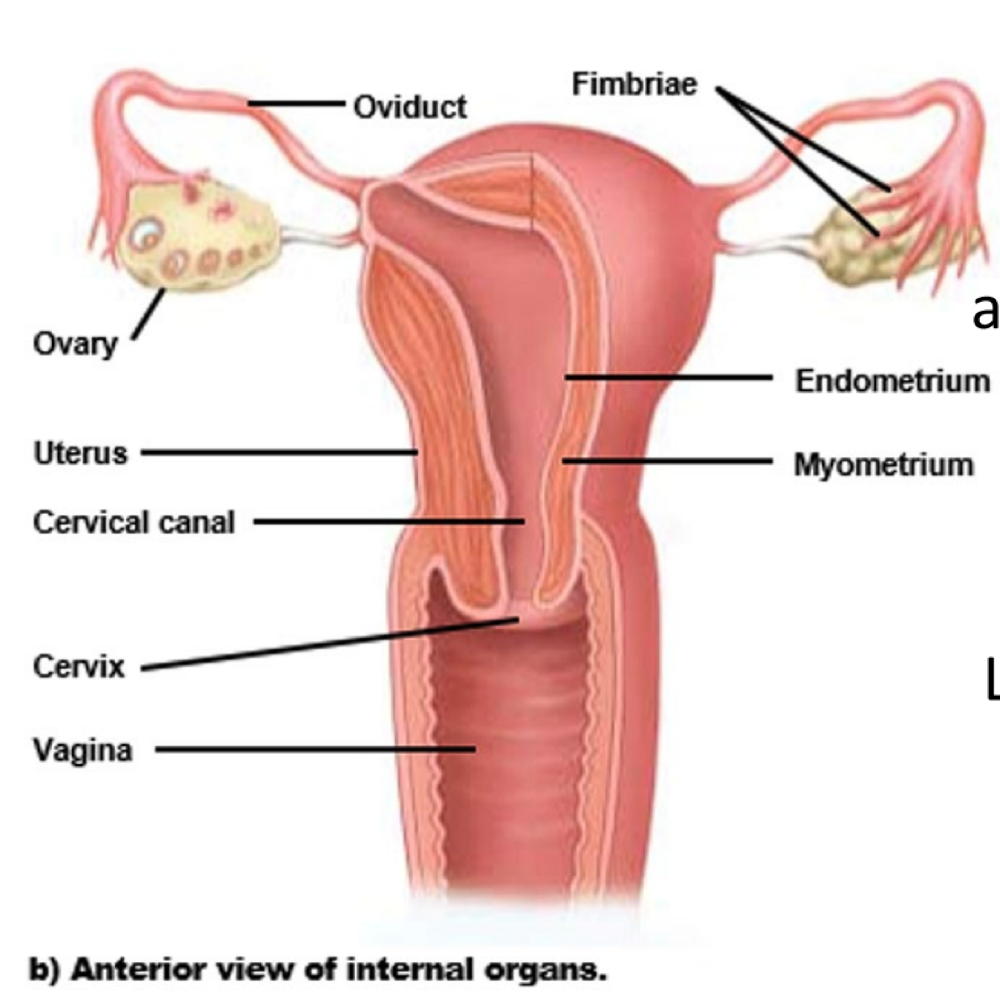 <p>oviduct (fallopian tube)</p>