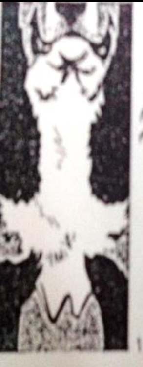 <p>Under Markings:</p><p>Bernese mountain</p>