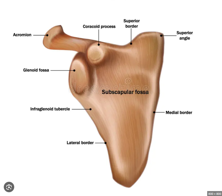 <p>which scapula is this</p>