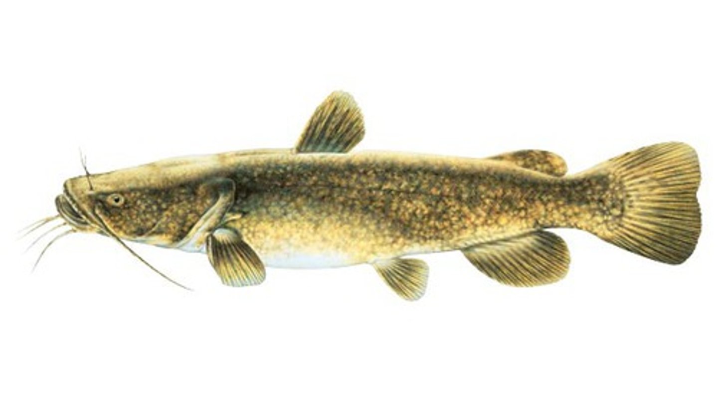 <p>Pylodictis olivaris</p>