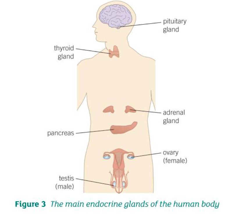 <ol><li><p>Pituitary</p></li><li><p>Thyroid</p></li><li><p>Adrenal</p></li><li><p>Pancreas</p></li><li><p>Ovary (F)</p></li><li><p>Testis (M)</p></li></ol>