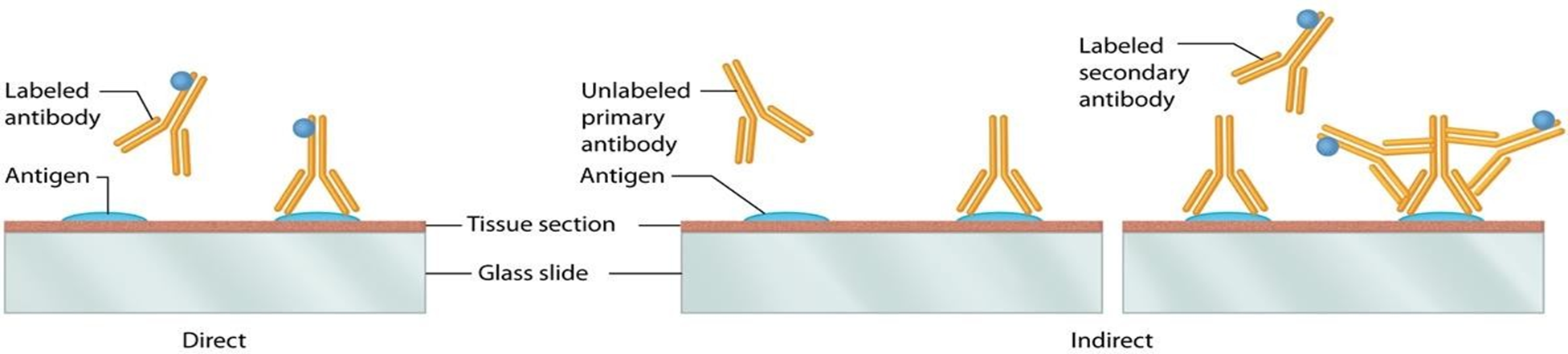 <ul><li><p>visualiseren van specifieke moleculen via antigen- antilichaam-binding</p></li><li><p>antilichaam voorzien van een merker</p></li><li><p>LM, FM of EM</p></li></ul><p></p>