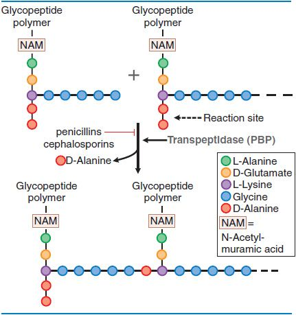 <p>What’s the MoA of penicillin?</p>