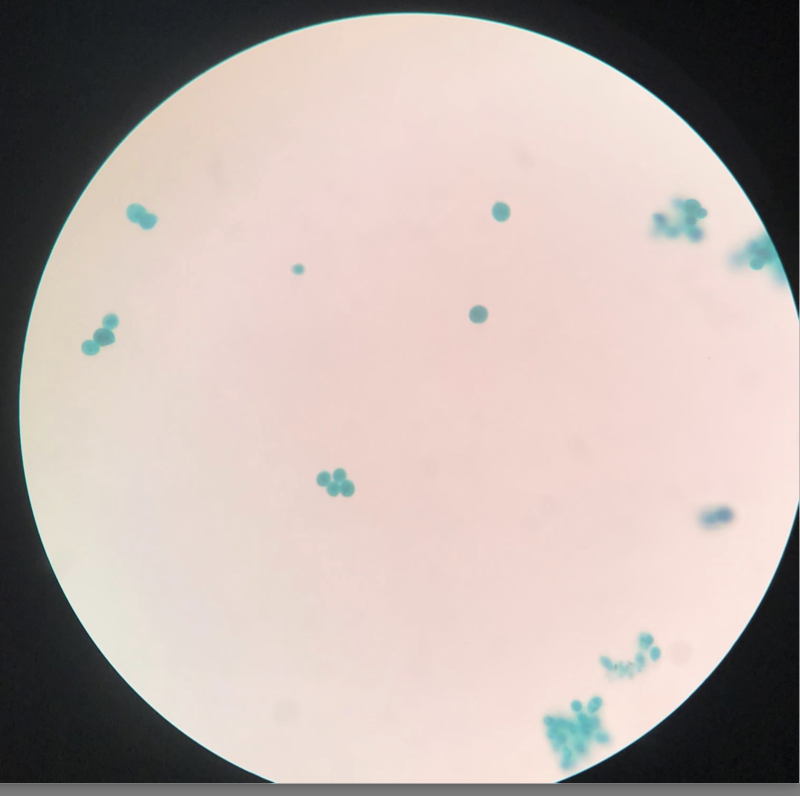 <p>Motile, unicellular, and freshwater type of chlorophyte</p>