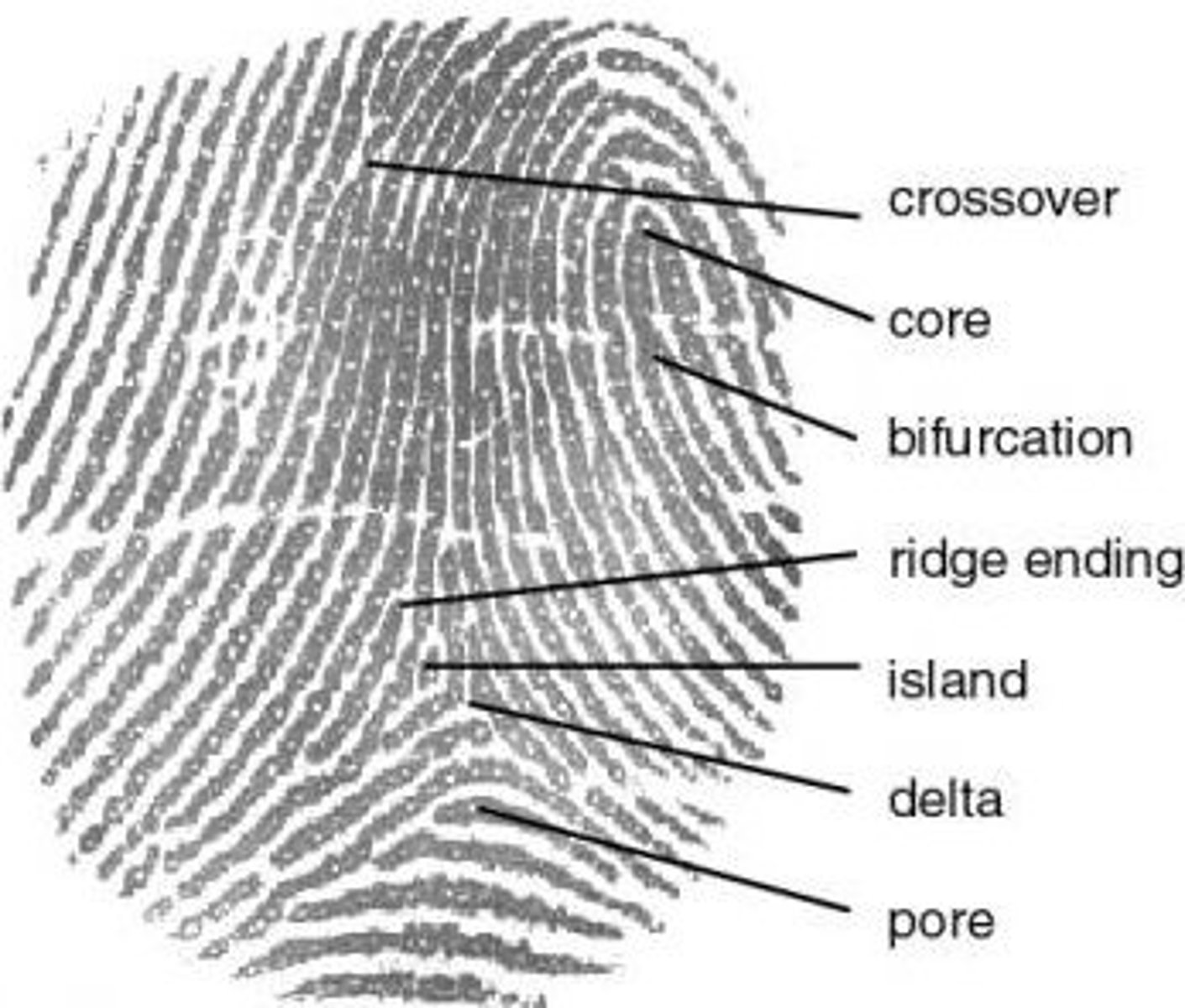 <p>characteristics of ridge patterns</p>