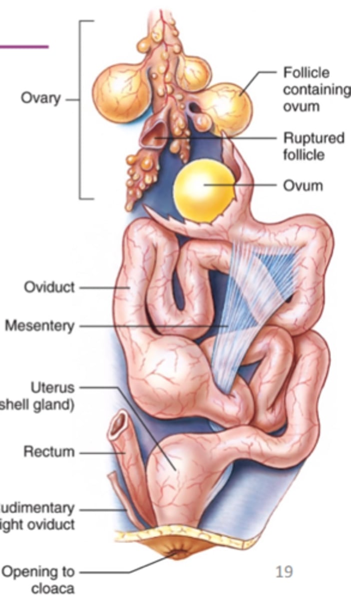 <p>ovary typically present on left side only, enlarges during reproductive season</p>