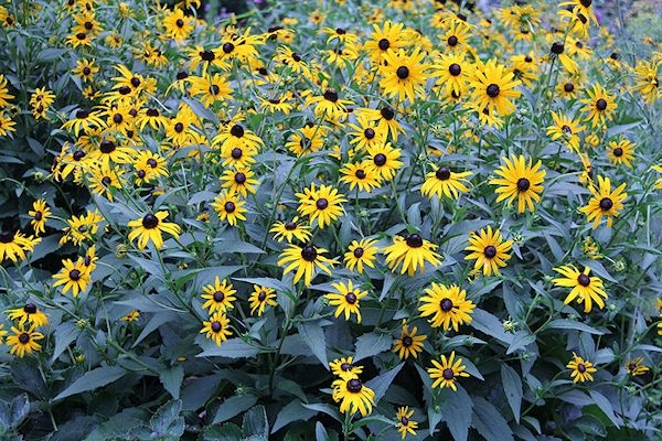 <p>black-eyed Susan</p>