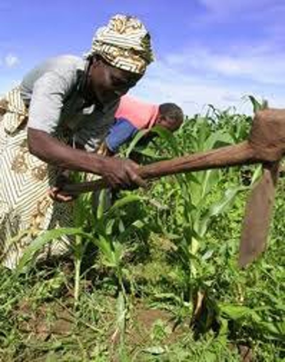 <p>Women stayed with their own families instead of their husband's family; women stayed in villages and farmed and their husbands moved to cities and worked for wages.</p>
