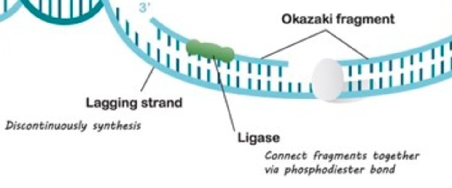 <p>Okazaki Fragment Processing: RNA primers are removed by DNA polymerase and replaced with DNA nucleotides.</p><p>Gaps between fragments are sealed by DNA ligase</p>