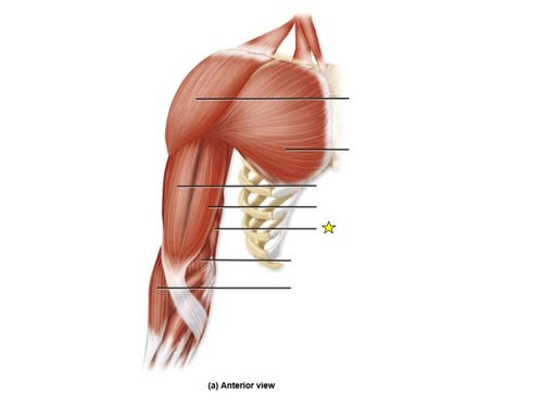 <p>identify the muscle</p>