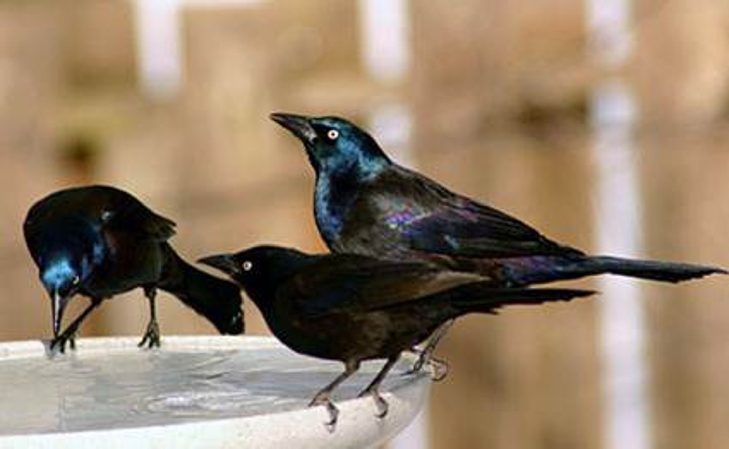 <p>Common Grackle</p>