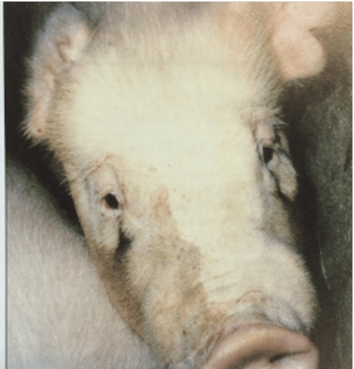 <p>Based on C/s of lacrimation and a small and wrinkled snout, this pig was likely infected with....</p>