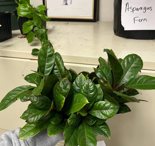 <ul><li><p>suberizes quickly</p></li><li><p>serrated foliage</p></li><li><p>petiole have red characteristic</p></li><li><p>not being grown for the flower</p></li><li><p>does not respond well to trampling</p><ul><li><p>responds well to shearing</p></li></ul></li><li><p>alternate to a whorled arrangement</p></li></ul><p></p>