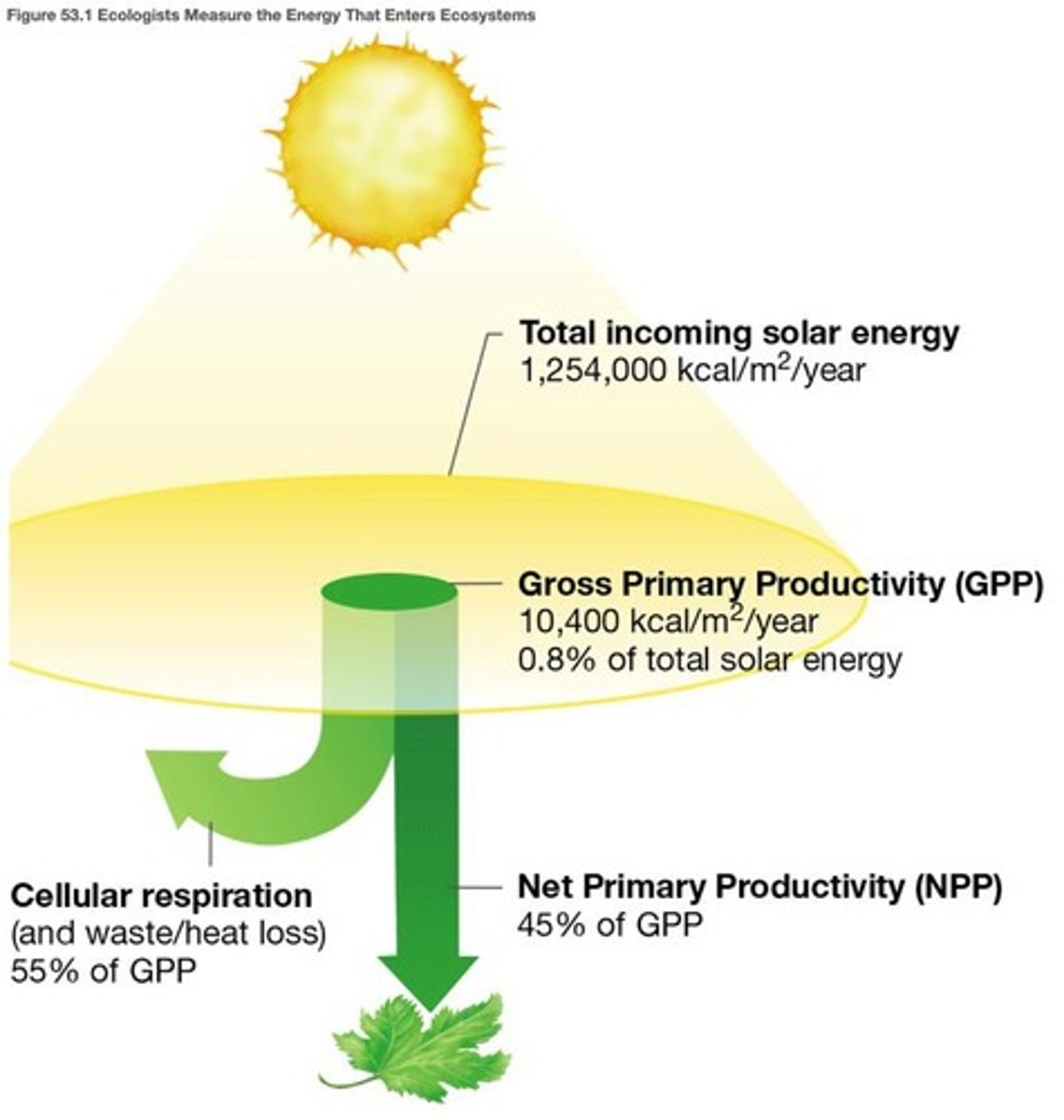 <p>Total energy captured by photosynthesis.</p>