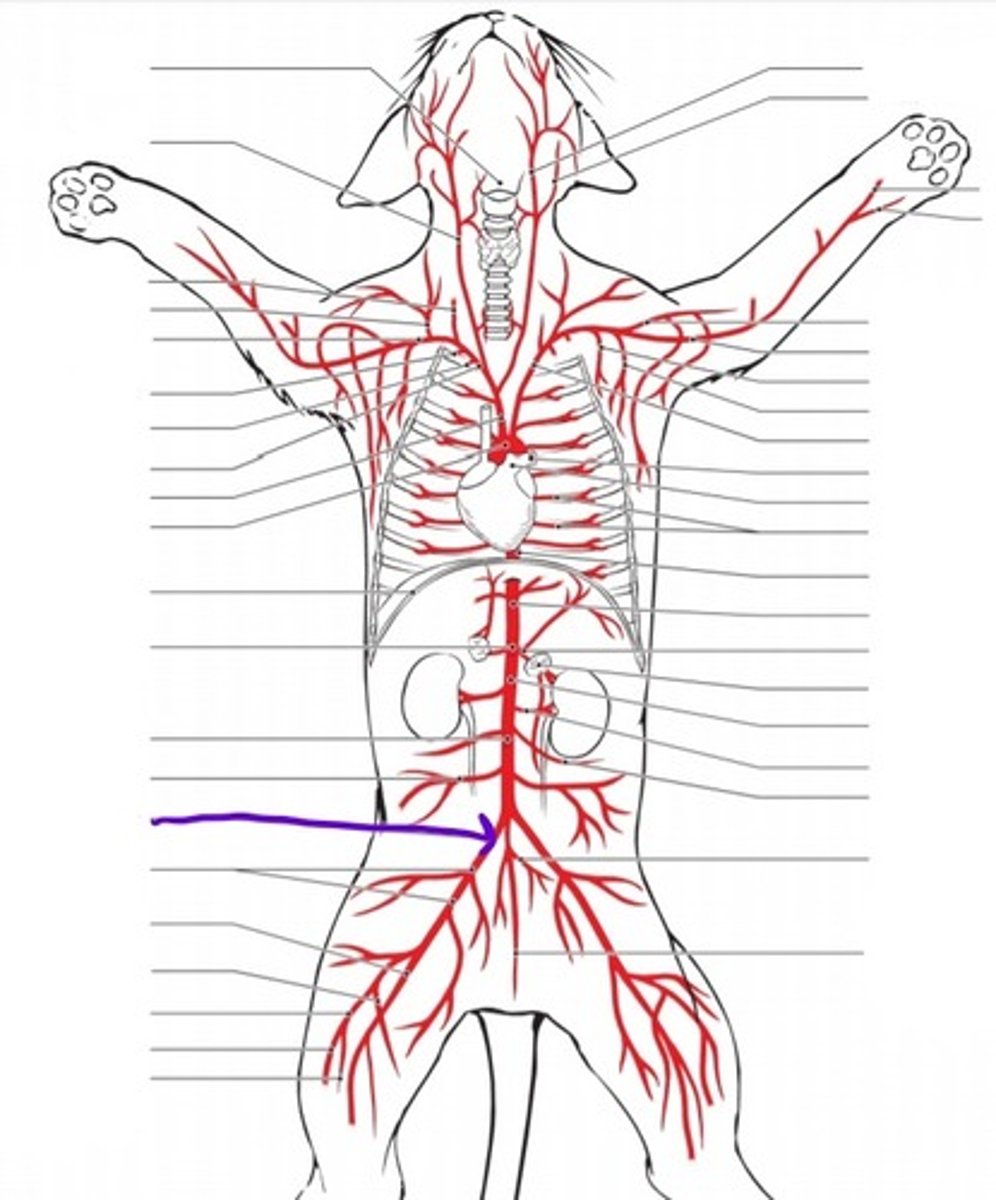 <p>identify the artery</p>