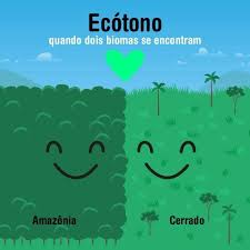 <p>⚠️ Região de transição entre dois ecossistemas, com alta diversidade e geralmente baixa biomassa.</p>