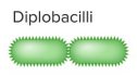 <p>diplobacilli</p>