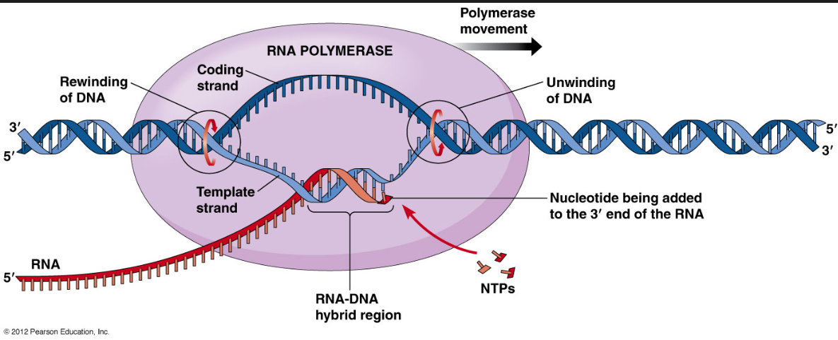 <p>The synthesis of RNA from DNA template  </p><ul><li><p>No Thymine (T) in RNA </p></li><li><p>Thymine is replaced with Uracil (U) in RNA </p></li></ul>
