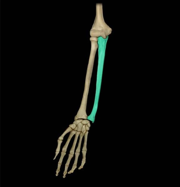 <p>Inner and larger bone of the forearm, attached to the wrist and located on the side of the little finger.</p>